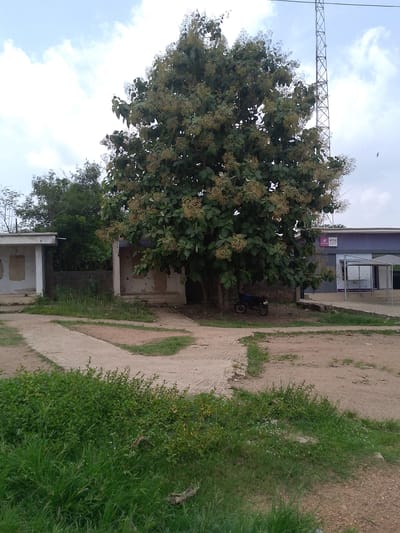 The image depicts an open area in Ipetumodu, Nigeria. A large, leafy tree dominates the center of the scene, with a parked motorcycle beneath its branches. Behind the tree, there are two partially ruined, small buildings, one on each side. To the right of the tree, a building with a purple awning displays the signage "ATM 24/7," indicating the presence of a bank or financial institution. A communications tower is visible in the background against a cloudy sky. The foreground features overgrown grass and a dirt path that appears to split in multiple directions. No people are visible in the scene.