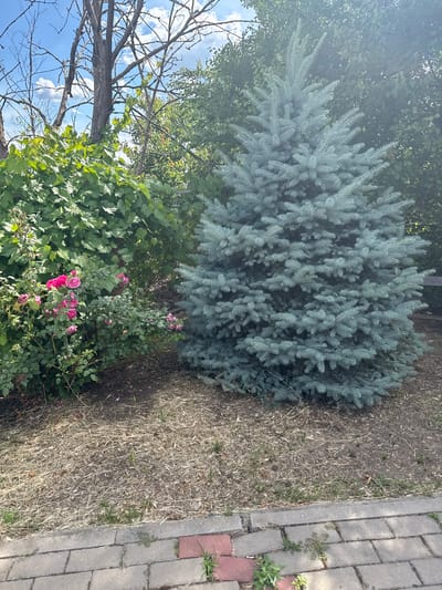 In the city of Mokryy Chaltyr, Russia, an outdoor scene features a variety of vegetation. To the left, a dense bush with green leaves is adorned with several bright pink roses. Adjacent to this, a blue spruce tree stands prominently. The ground is covered with dry grass and dirt, transitioning to a paved walkway made of brick and gray stones in the foreground. In the background, the scene is bordered by more trees and foliage, with a clear blue sky and scattered white clouds overhead. A dead tree trunk is also visible among the greenery.