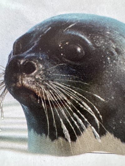 This is a close-up, high-angle shot of a seal's head. The seal appears to be dark gray or black with lighter gray or white markings on its face and body. Its whiskers are long and white, fanning out from its snout. The seal's eye is visible, dark and round, with a slight reflection. The background is mostly out of focus, but appears to be a light gray or white textured surface, possibly fabric or a wall. The image is detailed, showing the texture of the seal's fur and the individual strands of its whiskers. There is no discernible text, activity, or emotional expression. The lighting appears to be soft, with no harsh shadows. The location context of Gandia, Spain, does not provide any immediate visual cues within the image itself to confirm or suggest this setting.