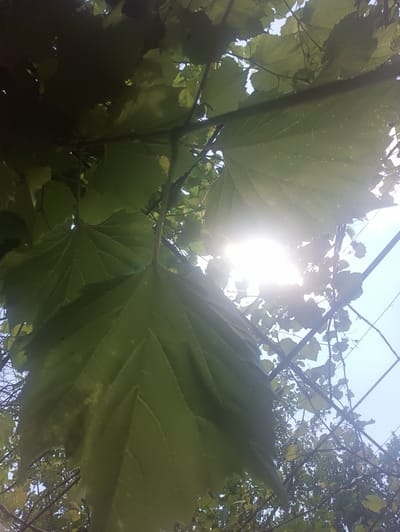 The image depicts a close-up, upward-facing view of lush green foliage with the sun partially obscured by leaves, creating a lens flare effect. The leaves appear to be from a vine or tree with prominent venation visible on the larger leaves in the foreground. Thin, dark branches and stems weave through the scene. The background shows a bright, hazy sky, suggesting daytime. The overall impression is one of natural growth and light filtering through leaves. The specific location in the city of Biliaivka, Ukraine, cannot be determined from the visual information alone, as the image lacks any identifiable landmarks or context specific to that city.