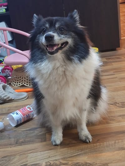 A medium shot of a fluffy, grey and white dog with its mouth open is centered in the frame. The dog is sitting on a light brown wooden floor. In the background, a pink chair is visible, as well as a dark cabinet. To the left of the dog, a clear plastic bottle with a pink and white label is lying on the floor. A beige slipper and an orange object, possibly a toy, are also on the floor near the bottle. The scene appears to be indoors, likely in a residential setting. The image has been taken in Haskovo, Bulgaria.