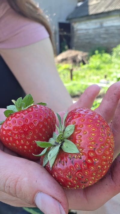 Two ripe strawberries, one slightly larger than the other, are held in a person's dirty hands. The strawberries are a vibrant red with visible seeds scattered across their surface. Green leaves are attached to the stems of both fruits. The background is blurred but suggests an outdoor setting with green foliage and a rustic wooden building, possibly a shed or small house, indicative of a rural location like Старошареево, Russia. The person's arms and upper torso are partially visible, with one arm wearing a pink garment. The overall impression is of freshly picked fruit in a natural, possibly agricultural, environment.