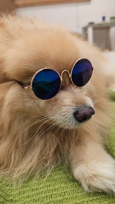 A close-up, eye-level shot captures a fluffy, light-brown Pomeranian dog wearing round, blue-tinted sunglasses. The dog's fur is soft and appears to be lying down on a textured, bright green surface, possibly a blanket or cushion. The dog's nose is dark and slightly wet, and its whiskers are long and white. The background is blurred, suggesting an indoor setting with soft lighting. No specific location within Baan Chaweng, Thailand is discernible from the image itself.