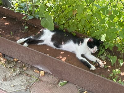 In Bohunove, Ukraine, a black and white cat is resting on the ground behind a rusty metal barrier. The cat is lying on its side, with its body stretched out and its paws extended. Its fur is predominantly white with black markings on its head, back, and tail. The cat appears to be asleep or relaxed, with its eyes closed. The ground is covered with dirt and scattered dry leaves. Behind the cat, green foliage grows, and a black wire fence is visible, suggesting the area is outdoors and potentially a garden or yard. The lighting suggests it is daytime, with sunlight casting shadows on the ground. The overall scene is one of peaceful repose for the animal in a natural, albeit somewhat untidy, outdoor setting.