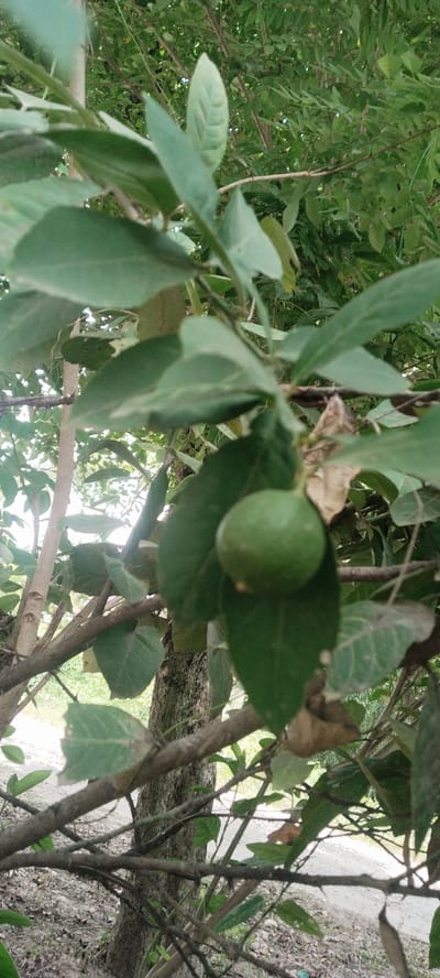 The image depicts a close-up view of a green lemon hanging from a tree branch amidst lush green foliage. The lemon is round and appears to be unripe. The background is filled with more leaves and branches, suggesting a natural, outdoor setting. A light-colored path or ground is visible at the bottom, along with some dry leaves scattered on the ground. The lighting suggests it is daytime, with the sun filtering through the leaves. There are no people or animals visible in the image. The scene is likely in Blangjruen, Indonesia, given the context.