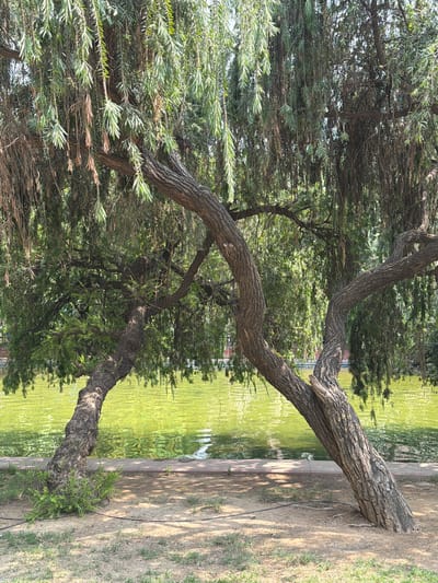 This image captures a tranquil park scene, likely in New Delhi, India, showcasing a distinctive tree beside a body of water under clear daylight conditions.
The primary subject is a large, gnarled tree with a thick, winding trunk and branches. The bark is rough and deeply textured, displaying shades of grey and brown. The tree's main trunk emerges from the dry, sandy ground on the right side of the frame, bending dramatically towards the left and then extending upwards and across the scene. Its long, slender, light green leaves create a dense canopy, with some branches gracefully drooping towards the water and others forming a thick mass of foliage further back. The overall impression is of a mature, resilient tree, possibly a willow or a similar species known for its weeping or sprawling habit.
To the left of the tree, a calm body of water, likely a pond or lake, fills the left portion of the frame. The water has a greenish hue, indicating possible algae or reflections from surrounding vegetation, and its surface shows gentle ripples, reflecting the bright overhead light. A narrow, light-colored concrete or paved edge separates the water from the dry ground.
The ground on the right is predominantly dry, light brown earth, sparsely covered with small patches of green grass. Shadows from the tree are cast upon this ground, suggesting the sun is at a moderate angle, indicative of mid-morning or late afternoon. A black electrical or irrigation cable runs along the ground near the base of the tree, subtly hinting at park infrastructure.
No people or animals are visible, and no specific activity is taking place; the scene is static and natural. There is no visible text in the image. The bright sunlight and green foliage suggest a warm, clear day. The combination of the unique tree, calm water, and dry ground creates a serene, natural environment typical of a well-maintained urban park or garden.