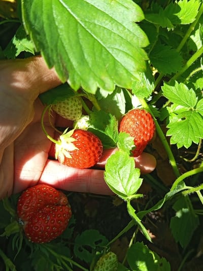 In this close-up, sun-drenched shot taken in Ostrovtsy, Russia, a person's hand cradles several strawberries growing on a plant. The scene is a garden, with lush green strawberry leaves and stems dominating the frame. Three ripe, red strawberries are visible, their surfaces dotted with small seeds. One strawberry, held in the palm, is plump and vibrantly red, while another, slightly to the right, appears to be slightly misshapen but also ripe. A third strawberry, further back and to the top left, is also red. Additionally, there are unripe, pale green strawberries and a small white blossom with delicate yellow stamens, indicating the plant is in its fruiting season. The sunlight casts dappled shadows across the hand and the surrounding foliage, suggesting a bright, clear day, likely during the warmer months when strawberries ripen. The focus is on the fresh produce and the tactile experience of holding them. No text is visible in the image.