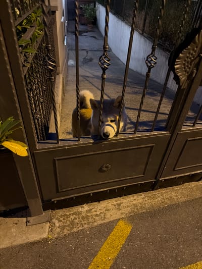 The image captures a nighttime scene in the Vozdovac Urban Municipality, Serbia, with a dog peeking through a metal gate. The dog, likely a husky or similar breed with white, gray, and brown fur, has its head and paws visible as it looks out. The gate is made of dark metal bars with decorative twisted elements. Behind the gate, a concrete surface and a wall are visible, along with some potted plants on the left side. To the right of the gate, a paved road with a yellow line is present. The overall lighting suggests it is dark, typical of nighttime. The dog's expression is not clearly discernible, but its presence at the gate implies it is either waiting for someone or observing its surroundings. The scene is a common one in residential areas, where pets might be kept behind gates.