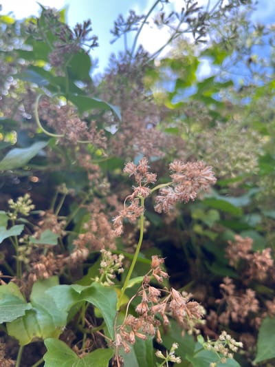 The image is a close-up, ground-level shot of a vine with green leaves and clusters of small, dried, brown flower heads. The vine is in the foreground, with some of the flower heads in sharp focus. The background is blurred, showing more of the vine and hints of a bright blue sky. The scene appears to be an outdoor environment, possibly a garden or overgrown area. There are no people or animals visible in the image. The lighting suggests it is daytime, with sunlight filtering through the foliage. The specific location in Mataram, Indonesia cannot be determined from the image alone.