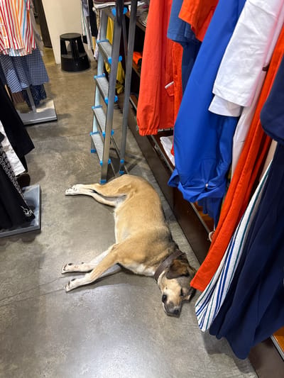 A medium-sized dog with tan fur and dark ears sleeps on a concrete floor, its head resting on the floor and its body stretched out. The dog is wearing a brown collar. Behind the dog, a metal shelving unit is stacked with various colorful items, including orange and blue fabrics, as well as white and striped materials. The lighting suggests it is daytime. The scene appears to be indoors, possibly a storage area or a room with items being organized or stored. There are no visible people, text, or specific weather cues. The overall mood is peaceful, with the dog resting.