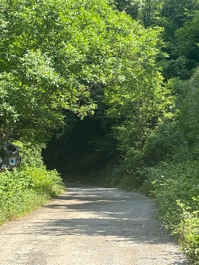 A sunlit, paved pathway curves into a dark, tree-lined tunnel in Gurkovo, Bulgaria. Lush green foliage flanks the path, with a carved tree stump adorned with a blue and white symbol on the left. Shadows cast by the trees dappled the path.