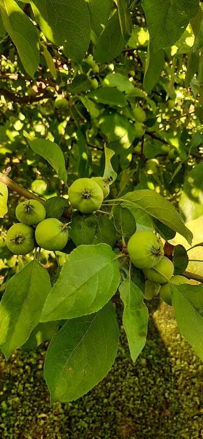 This image shows a close-up of a branch on an apple tree, laden with several small, green, unripe apples. The apples are round and clustered together, surrounded by lush green leaves. Sunlight filters through the foliage, creating dappled light and shadows on the leaves and apples. The background is softly blurred, suggesting a garden or orchard setting. The scene is set in the city of Былина Снт, Russia.