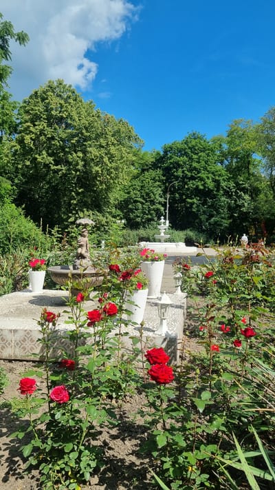 The image depicts a garden scene in Smila, Ukraine, under a bright blue sky with scattered white clouds. In the foreground, a bed of vibrant red roses is in bloom, with several roses in various stages of opening. Some roses are planted directly in the soil, while others are in large white decorative pots. Behind the roses, a stone fountain with a decorative figure holding an umbrella is visible. The fountain is surrounded by more white pots containing flowers. Further in the background, another white tiered fountain stands, and a person in light-colored clothing can be seen in the distance. The garden is bordered by lush green trees, suggesting it is a park or a well-maintained private garden. Several white outdoor lamps are also placed around the fountain area. The overall impression is one of a well-kept, sunny outdoor space.