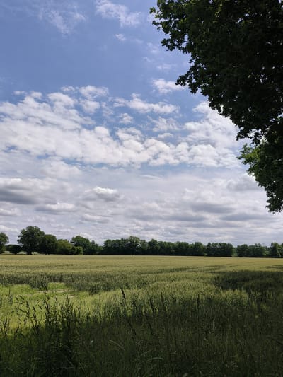 The image depicts a sunlit field of young green crops, likely wheat or barley, under a partly cloudy blue sky. The field stretches towards a dense line of trees that forms the horizon. In the foreground, tall grasses cast shadows on the lower portion of the crop field. The top right corner of the image is dominated by the dark green foliage of a large tree. The scene is natural and rural, suggesting an outdoor agricultural setting. The lighting indicates it is daytime. There are no people or animals visible in the frame. The location is in Henstedt-Ulzburg, Germany.