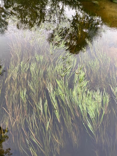 The image shows an aerial view of a body of water in Kudrovo, Russia, filled with dense, submerged vegetation. The water is murky and dark, with reflections of trees visible on the surface in the upper portion of the frame. The vegetation consists of numerous long, slender, green stalks, some with hints of red and brown coloration, appearing to grow from the bottom of the water. The stalks are closely packed, creating a textured carpet beneath the surface. There are no people or animals visible in the image. The environment appears to be a natural water body, possibly a pond, lake, or slow-moving stream.