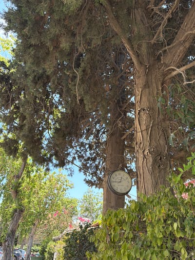 This image captures an outdoor scene in Bat Yam, Israel, primarily featuring large trees under a clear blue sky. A prominent, antique-style, double-sided round clock is suspended from the trunk of a mature tree on the right side of the frame. The clock's face is light-colored with black Arabic numerals and text indicating "GRAND CENTRAL TERMINAL NEW YORK," showing a time of approximately 1:55. The trees possess thick, deeply furrowed bark and dense, dark green, needle-like foliage that forms a canopy, through which patches of bright blue sky are visible. Below and in front of the clock, a bush with small green leaves and tiny orange berries is present. In the mid-ground on the left, clusters of vibrant pink flowers are visible amongst other green foliage. Further in the background on the lower left, portions of parked vehicles and a green refuse container are discernible, indicating an urban or suburban street environment. The scene is illuminated by natural daylight.