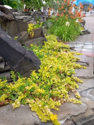 The image depicts a landscaped area with a rock formation and various plants. The rock formation appears to be constructed from large, rough-hewn stones, some dark and angular, others lighter and more weathered. Lush green foliage and small yellow flowers cascade over and around the rocks. In the background, several people are visible, suggesting a public space. Tall green stalks and bright orange flowers add color to the scene. The ground is paved with square tiles. The overall impression is a well-maintained outdoor setting, likely a park or garden area. This scene is located in the city of Goryachiy Klyuch, Russia, a resort town known for its natural springs and recreational facilities.