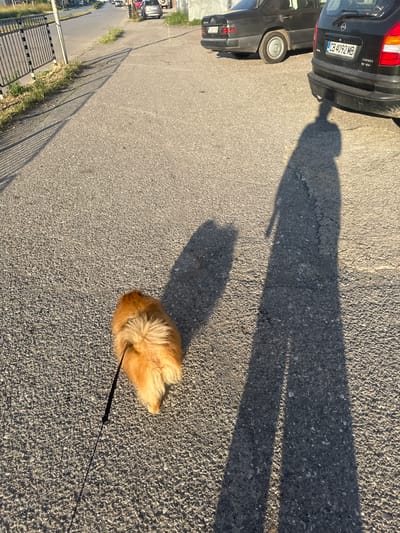 An overhead shot captures a fluffy, light-brown dog walking on a textured asphalt path. The dog, viewed from behind, is on a black leash that stretches towards the lower left of the frame. A long, human shadow stretches across the asphalt from the right, indicating the photographer's presence. In the background, two dark-colored cars are parked on the side of a road. The car on the right, a black Opel Zafira, has a visible license plate that reads "CB 4092 MB". The car on the left is a black Mercedes-Benz. The scene appears to be in a residential area or along a street in Kostinbrod, Bulgaria, as suggested by the parked vehicles and the general urban environment. The lighting indicates it is either early morning or late afternoon, with the sun casting long shadows.