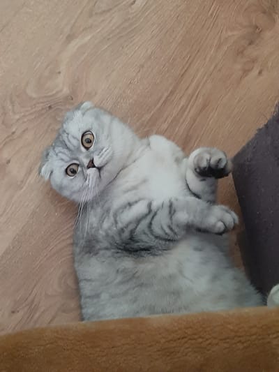 In the city of Sambir, Ukraine, a light grey Scottish Fold cat with dark tabby markings is lying on its back on a light brown textured surface. The cat's ears are folded down, and its large, round eyes are open and looking upwards. Its mouth is slightly open, revealing its tongue. One of the cat's front paws is extended upwards. The background consists of a light brown wooden floor with visible grain patterns and a dark grey textured object on the right side.