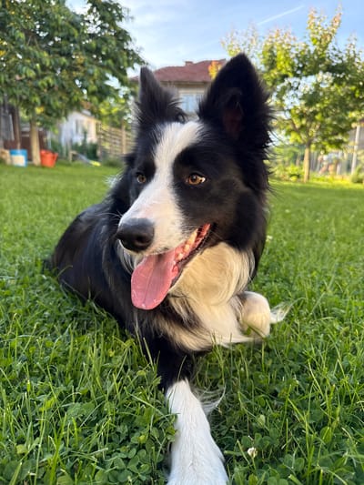 A black and white Border Collie dog lies on its back in a patch of green grass and clover. The dog's tongue is hanging out, and it is looking at the camera with a happy expression. In the background, there are trees, a building with a red roof, and a blue object and red object on the lawn. The location is Berkovitsa, Bulgaria.