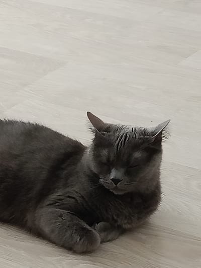 A gray cat is lying on a light-colored wooden floor. The cat is in the foreground, occupying the lower left portion of the image. It has its eyes closed and appears to be resting. The floorboards are visible and run horizontally across the image. The background is out of focus. No specific location within Petrozavodsk, Russia can be determined from the image.