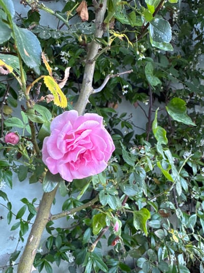 A close-up, slightly angled shot captures a vibrant pink rose in full bloom, its petals intricately layered. The rose is positioned on the left side of the frame, partially obscuring a thicker, textured tree trunk that runs vertically down the center. To the left of the rose, a smaller, unopened pink rosebud is visible. Surrounding the rose and trunk is a dense foliage of various green leaves, some appearing healthy and lush, while others are yellowing or have holes, suggesting natural wear or pest damage. Interspersed within the greenery are small, delicate white flowers. The background is a textured, light-colored wall, possibly stucco or concrete, which serves as a backdrop to the natural elements. The scene is illuminated by natural light, casting soft shadows and highlighting the textures and colors of the plants. The image does not depict any people or animals. The context of Beşiktaş, Turkey, suggests this is likely a garden, courtyard, or balcony setting within a residential or public area of the city.