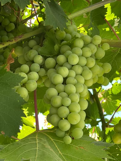 This is a close-up, low-angle shot of a cluster of unripe green grapes hanging from a vine. The grapes are round and plump, varying slightly in size and shape. They are a pale green color, with some showing subtle hints of yellow and tiny red speckles. The cluster is dense, with many individual grapes overlapping.
The grapes are surrounded by large, veined green leaves, some of which are in focus while others are blurred, creating a sense of depth. The vine itself is thick and woody, with a reddish-brown stem visible, entwined with curly tendrils. The background is a dappled mix of sunlight filtering through the leaves and the bright blue sky.
The scene is set outdoors, likely in a vineyard or garden, given the presence of grapevines. The sunlight suggests it is daytime, possibly late morning or early afternoon, as the light appears bright and warm. There are no people visible in the image, and no text is present. The overall impression is one of natural growth and abundance. The location context of San José Del Valle, Spain, implies a Mediterranean climate suitable for viticulture.