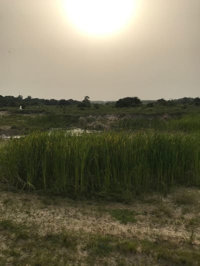 A field of green grass stretches into the distance under a bright, hazy sky. Patches of sandy ground border the tall grass. In the background, scattered trees and vegetation line the horizon. The sun is a bright, indistinct white orb in the left of the frame. The lighting is strong, contributing to a slightly washed-out color palette.