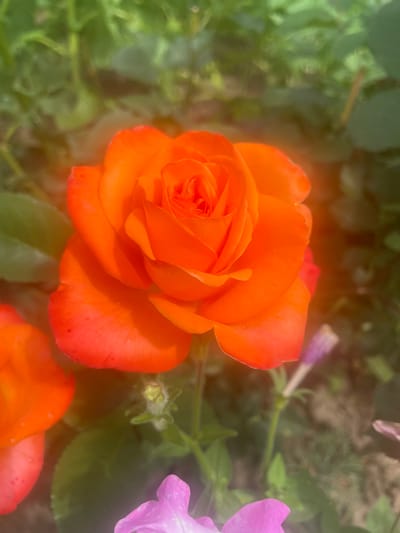In the city of Vysokyi, Ukraine, an orange rose blooms in the foreground, its petals unfurling in a vibrant display. The rose is the central focus of the image, with its rich, saturated color drawing the viewer's eye. To the left, another orange rose, or part of the same rose, is partially visible, suggesting a cluster of blooms. In the background, out-of-focus green foliage creates a natural backdrop, hinting at a garden setting. The lighting appears soft and diffused, possibly indicating an overcast day or the presence of a filter. A hint of pink and purple flowers can be seen at the bottom of the frame, adding subtle touches of complementary color. The overall impression is one of natural beauty and tranquil outdoor scenery.