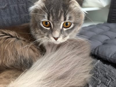 A close-up photograph features a grey and brown tabby cat with striking amber eyes. The cat is lying down on a grey textured surface, possibly a cushion or blanket, with another grey padded surface visible in the background to the right. The cat's fur is long and fluffy, particularly its tail which is prominently displayed. The lighting is soft, highlighting the texture of the fur and the reflective quality of the cat's eyes. There is no indication of the location being in Vovchynets, Ukraine, or any other city.