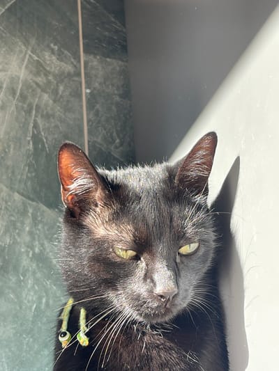 A black cat is depicted in a close-up, head-and-shoulders view, illuminated by strong natural light in an indoor setting within Paiporta, Spain. The animal possesses black fur, visible white whiskers, and bright yellow-green eyes with narrowed pupils. A light-colored collar or necklace is visible on the cat's left side, featuring a dangling charm resembling an "evil eye" bead and a secondary green, elongated charm. The cat's right ear casts a distinct, elongated shadow on the adjacent white wall. The background consists of two distinct surfaces: a dark green, possibly marble or tiled, wall with light veining and a vertical seam on the left, and a plain white wall on the right. The light source appears to be positioned to the upper right of the cat, casting highlights on its fur and ears. The cat's gaze is directed slightly downwards and to the viewer's right.