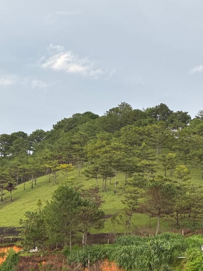This is a photograph taken from a low angle looking up at a tree-covered hillside under a cloudy sky. The hillside is covered in a dense forest of pine trees, with some areas of bright green grass visible between the trees. In the foreground, there is a steep embankment with reddish-brown soil and lush green vegetation. A few smaller trees are scattered on the lower part of the hill. The sky is overcast with light gray clouds. The image appears to be of a natural landscape, possibly in a rural or mountainous area, consistent with the geography of Lạc Dương, Vietnam, known for its pine forests and hilly terrain. There are no people or animals visible in the image.