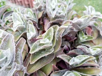 The image displays a close-up, eye-level view of a cluster of fuzzy, succulent-like plants with thick, layered leaves. The leaves exhibit a gradient of colors, ranging from pale green on the outer edges to a deeper, purplish hue towards the center and underside. A fine, white, fuzzy texture covers the surface of the leaves, giving them a frosted appearance. The background is blurred, suggesting a shallow depth of field, but hints of green grass and terracotta-colored structures, possibly planters or a fence, are faintly visible. The scene is outdoors, and the lighting suggests it is daytime. The specific location is identified as Rahim Abad, Pakistan. There are no people or discernible actions taking place within the frame.