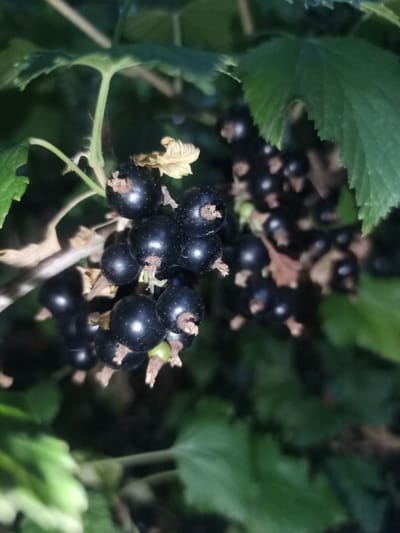 The image displays a close-up of a cluster of ripe black currants on a branch, amidst green foliage. Some dried leaves and flower remnants are also visible. The background is predominantly dark and out of focus, with hints of green leaves. There are no people, animals, or man-made structures discernible in the image. The scene appears to be a natural outdoor setting, likely a garden or wild shrub. There is no information available in the image to determine its specific location in Yampil, Ukraine.