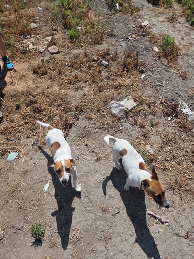 In Skutare, Bulgaria, two white and brown Jack Russell Terriers stand on dry, dusty ground scattered with debris. One dog faces the camera, its mouth slightly open, while the other looks to the side. To the left, a child's legs, clad in blue sneakers, are visible. The environment appears to be an outdoor, undeveloped area with sparse, dry vegetation and scattered litter.