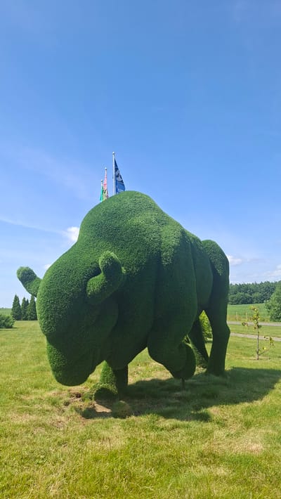 The image shows a green topiary sculpture of a bison in a grassy field under a clear blue sky with some scattered clouds. Three flags are visible on poles behind the sculpture, fluttering in the wind. The sculpture is the dominant element in the foreground, meticulously shaped to resemble the animal. In the background, there is a line of trees and a distant field. The setting appears to be outdoors in a park or a similar open area. The location is specified as Дзяржынскі сельскі Савет, Belarus.