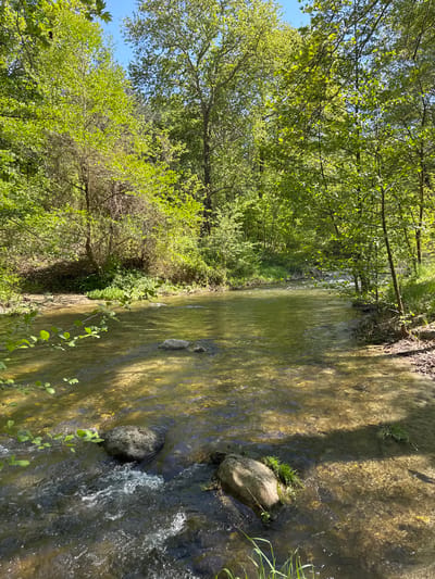 The image depicts a shallow, clear stream flowing through a wooded area. The stream bed is visible, with rocks and pebbles. The water flows from the background towards the foreground, creating ripples and small rapids around the rocks. Sunlight penetrates the water, creating patterns on the stream bed. The banks of the stream are lined with trees and lush vegetation, with green leaves and branches reaching over the water. The image was taken outdoors and the camera angle is parallel to the water flow and is not in focus, which makes it impossible to determine any further information about its location in Parvenets, Bulgaria. There are no people visible in the image.