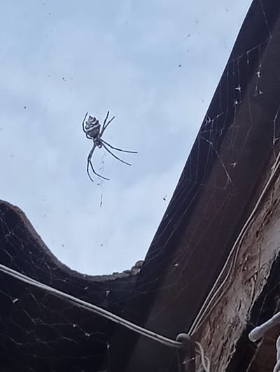A black and white spider with a patterned abdomen is suspended in the center of the frame, hanging from a silken thread. Its legs are spread out, and it appears to be in the process of spinning a web. The spider is positioned against a pale, overcast sky. In the foreground and to the right, a dark, textured surface is visible, likely a building overhang or roofline, with a visible section of wooden material and some white piping. To the left, another dark, curved object, possibly another part of the structure, is also present. The web is clearly visible, stretching across the frame and attaching to the surrounding structures. The overall impression is of a spider in its natural habitat, engaged in the creation of its web. The lighting suggests it is daytime, with diffused light indicating overcast weather. There are no people or text visible in the image. The location context provided is Krasnyye Barrikady, Russia.