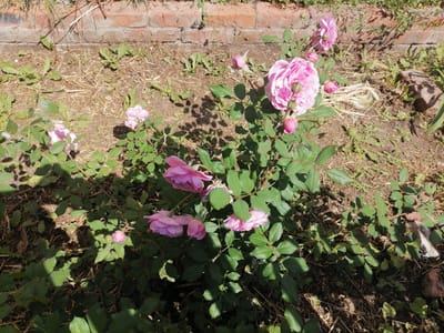 The image shows a bush with pink roses in a garden. The roses are in various stages of bloom, with some fully open and others still in bud. The bush has green leaves and thorny stems. The ground around the bush is covered in dry grass and some small weeds. In the background, there is a brick wall. The lighting suggests it is a sunny day, possibly in the late morning or early afternoon, casting shadows on the ground. The overall scene depicts a natural outdoor setting, likely a residential garden in Lobkovo, Russia. There is no visible text in the image.
