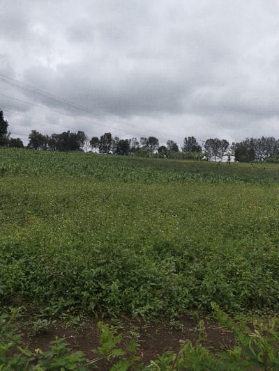 The scene depicts an expansive agricultural landscape in Nyansiongo ward, Kenya, under an overcast sky dominated by dense grey clouds. The foreground consists of dark brown soil with sparse green ground cover. Moving into the midground, the terrain rises slightly, covered by extensive fields of green vegetation. One section of the field exhibits rows of uniformly planted, taller green crops, consistent with young maize. Adjacent to this, another section features a dense growth of shorter, wilder green plants, many displaying small white flowers. A distinct treeline composed of numerous dark green trees forms the horizon in the background, separating the fields from the distant sky. Multiple thin, dark horizontal lines, consistent with power or telephone wires, are visible stretching across the upper portion of the image, above the treeline. No human subjects, animals, or explicit actions are present within the frame.