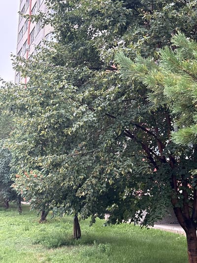 The image captures a dense foliage of trees in the foreground, with a brick apartment building visible in the background on the left. The trees are lush and green, with some leaves showing yellowing, indicating it may be late summer or early autumn. A coniferous tree branch with green needles juts into the frame from the right. The ground is covered in green grass. The scene appears to be a typical urban landscape, possibly a residential area in Barnaul, Russia, given the architectural style of the building. No people or specific actions are discernible in the image. The lighting suggests an overcast or cloudy day.