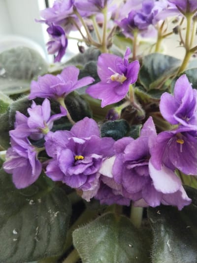 This is a close-up, high-angle, vertical, medium shot of African violets blooming indoors. The plant has several deep purple flowers with lighter purple and white edges, and fuzzy, dark green leaves. The lighting is bright and appears to be natural light coming from a window. The background is out of focus, showing a white or light-colored surface. The image does not depict any people, actions, or interactions. The setting is likely a windowsill in a home in Chernogorsk, Russia, given the context of the request.