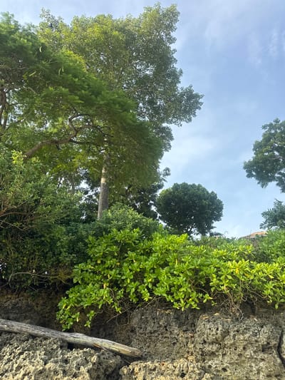 The image is a view upwards towards the sky, showcasing a mix of trees, foliage, and a rocky cliff face in Jimbaran, Indonesia. The sky is light blue with some scattered clouds. Green trees fill a significant portion of the view, with different species distinguished by leaf size and canopy structure. A rugged, grey cliff face is seen on the right side of the frame, with green vegetation clinging to its surface. A long, weathered piece of wood is wedged into a crack in the rock. There are no people visible in the image.