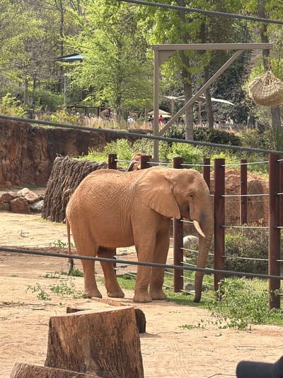 The image captures an African elephant at the Atlanta Zoo in Atlanta, Georgia, United States of America. The elephant, characterized by its sandy brown skin and large ears, is standing behind a rope-and-wood barrier in a landscaped habitat that mimics its natural environment. Vegetation and rock formations are visible in the background. In the far distance, a crowd of zoo visitors are present. An unnatural metal structure is set up in the background, possibly a part of the structure of the zoo.