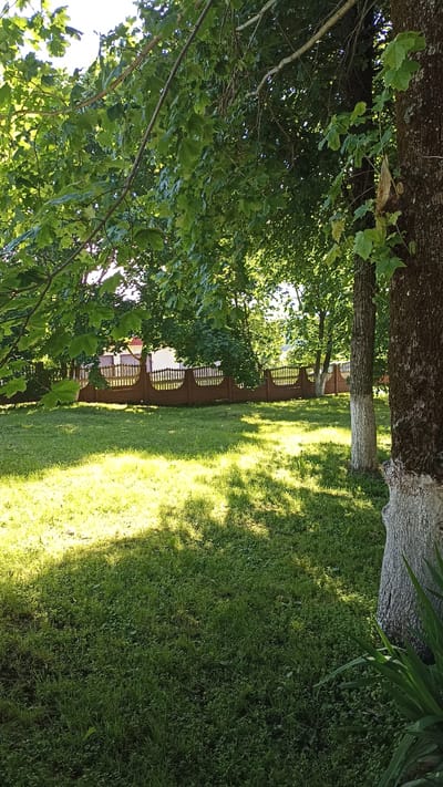 The image depicts a sunlit grassy area bordered by trees and a fence, likely a yard in Kapyĺ, Belarus. The foreground is dominated by lush green grass with dappled sunlight casting shadows from overhead foliage. On the right side of the frame, the textured bark of a large tree is visible, with portions of its trunk painted white. In the mid-ground, a dark brown, decorative fence with a scalloped top runs horizontally across the scene, separating the grassy area from what appears to be a building with a light-colored facade partially visible behind it. The leaves of several trees, some with prominent branches, form a canopy overhead, filtering the sunlight. The overall scene conveys a peaceful, outdoor setting characteristic of a residential area.