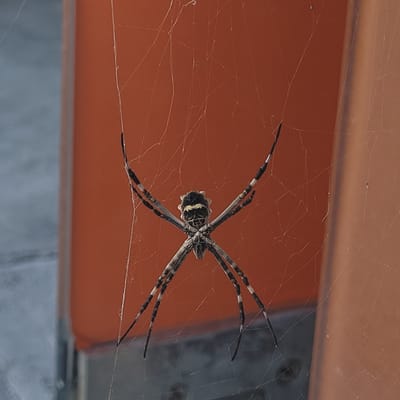 An Orb-weaver spider is suspended in its web. The spider has striped legs and a dark body with yellow markings. The web is constructed between a metal surface painted red and a gray surface below. The location is San Fernando del Valle de Catamarca, Argentina. The focus is on the spider and its web, which are in the foreground of the image.