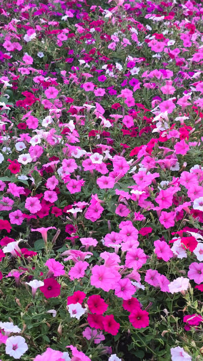 This is a close-up, high-angle, eye-level shot of a dense bed of vibrant petunias in bloom. The flowers are predominantly in shades of pink, magenta, and white, with some darker fuchsia and lighter pastel pink hues also present. The blossoms are in various stages of opening, with many in full bloom and others still tightly furled. They are interspersed with dark green foliage, creating a rich tapestry of color and texture. The overall impression is one of abundance and natural beauty, likely captured in a garden or park setting. The lighting suggests it could be daytime, possibly with soft or diffused sunlight, as there are no harsh shadows. There is no visible text in the image. The location context provided is San Michele al Tagliamento, Italy, which implies this is likely a scene from a European garden or public space. The image does not depict any people, objects, or specific events; it focuses solely on the natural subject of the flowers.
