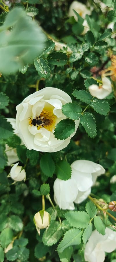 The image depicts a close-up of a white rose bush. Several white roses are in bloom, and a bee is nestled inside one of the flowers, likely collecting pollen. The leaves are green and have a slightly mottled appearance, possibly due to variegation or a slight disease. There is a flower bud near the lower left. The focus is sharp on the flower with the bee. The location is possibly Кемуль, Russia. There are no people in this image.