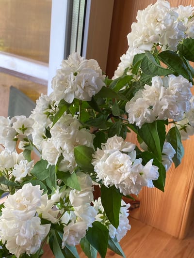 The image depicts a bouquet of double-flowered white jasmine blossoms, likely Philadelphus coronarius, arranged in a vase. The flowers are in full bloom, with numerous delicate petals and a few visible green sepals. Lush green leaves are interspersed among the flowers, adding to the fullness of the arrangement. The background includes a window with a white frame and textured glass, suggesting an indoor setting. To the right, a wooden surface with a warm, light brown grain is visible, possibly a table or shelf. The lighting appears natural, casting soft shadows. The scene evokes a sense of fresh, natural beauty. There is no indication of people or specific Sestroretsk landmarks in this image.