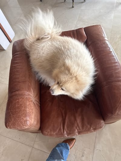 A fluffy, light-colored dog with a large bushy tail is resting on a brown leather armchair. The dog is curled up, with its head resting on its paws. The armchair is placed on a tiled floor. A person's legs, wearing blue jeans and a brown boot, are visible in the lower part of the image. The scene appears to be indoors, possibly in a home. The image does not contain any information that would allow for its placement in Huixquilucan de Degollado, Mexico.
